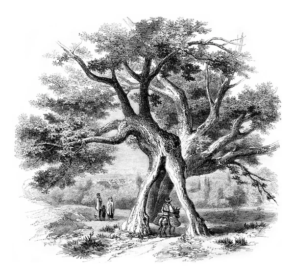 Illustrazione Antica Vintage Albero — Foto Stock