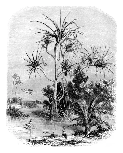 Νήσος Pandan Prince Vintage Ανάγλυφη Απεικόνιση Μαγασίν Πιττορέσκ 1852 — Φωτογραφία Αρχείου