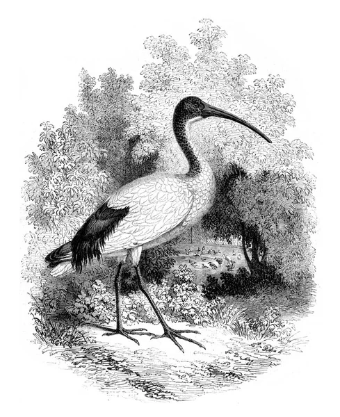 Museum Voor Natuurlijke Geschiedenis Ibis Levend Vintage Gegraveerde Illustratie Magasin — Stockfoto