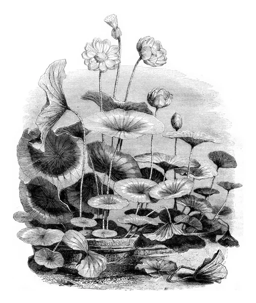 Illustration Plant Old Image — Stock Photo, Image