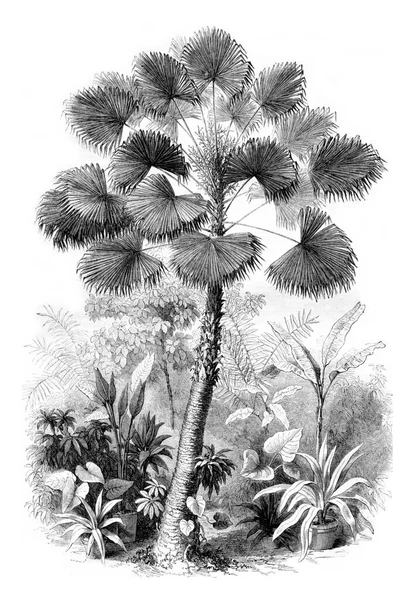 Serre Jardin Des Plantes Latanier Flowers Vintage Engraved Illustration Magasin — Stock Photo, Image