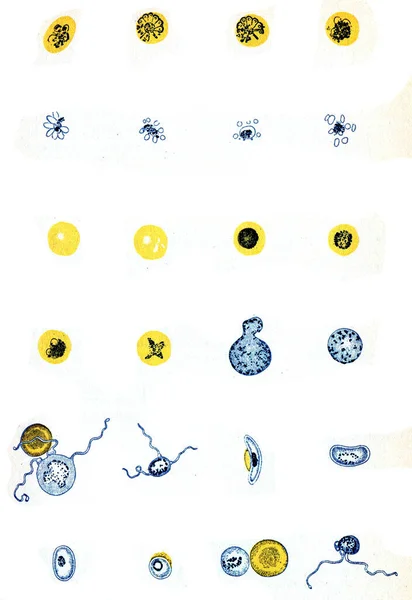 Ilustrující Různé Formy Malariálních Organismů Jejich Stádii Vývoje Vinobraní Ryté — Stock fotografie