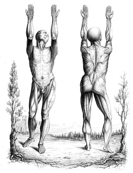 Overzicht Van Een Theorie Een Anatomische Nomenclatuur Vintage Gegraveerde Illustratie — Stockfoto