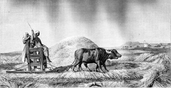 1861 Exhibition of Painting, Threshing wheat in Egypt, vintage engraved illustration. Magasin Pittoresque 1861..