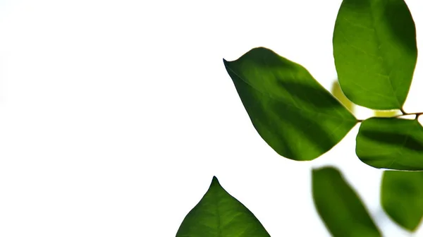 Close Prachtig Uitzicht Natuur Groene Bladeren Wazig Groen Witte Achtergrond — Stockfoto