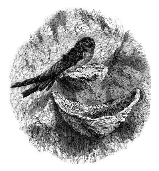 Hirondelle Ehető Fészekgyorsító Vintage Bevésett Illusztráció Magasin Pittoresque 1861 — Stock Fotó