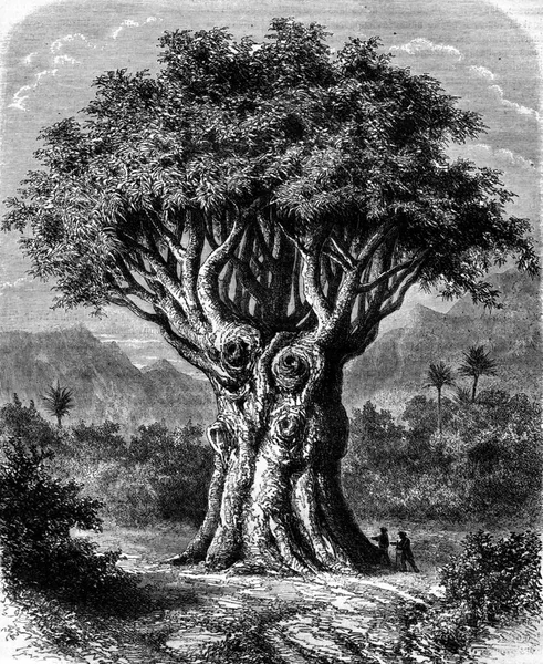 Smok Orotawie Teneryfa Ryte Stylu Vintage Ilustracje Pittoresque 1869 — Zdjęcie stockowe