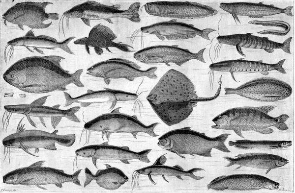 魚のウカイリ ヴィンテージの刻まれたイラスト Tour Monde Travel Journal 1865年 — ストック写真