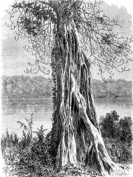 Ovoounchoua Fig Tree Protruding Ribs Vintage Engraved Illustration Tour Monde — Stock Photo, Image