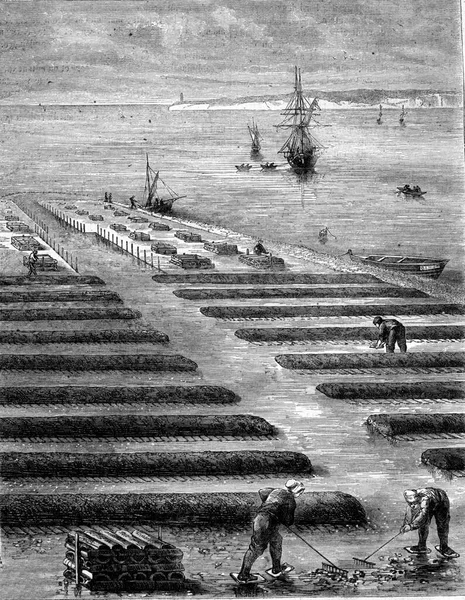 ラヒヨン オイスターパークアーカコン盆地 ヴィンテージ彫刻のイラスト Magasin Pittoresque 1869 — ストック写真