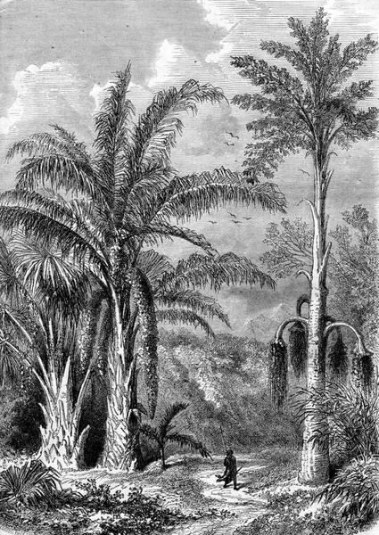 Palm Tree Raphia Της Μαδαγασκάρης Caryota Malabar Vintage Εγχάρακτη Εικονογράφηση — Φωτογραφία Αρχείου