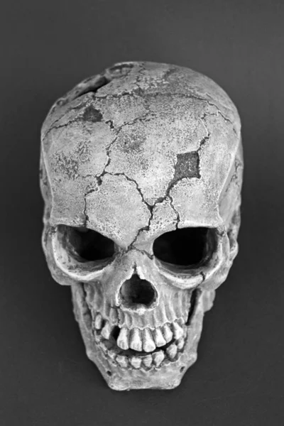 Skull Black White Background — Stock Photo, Image