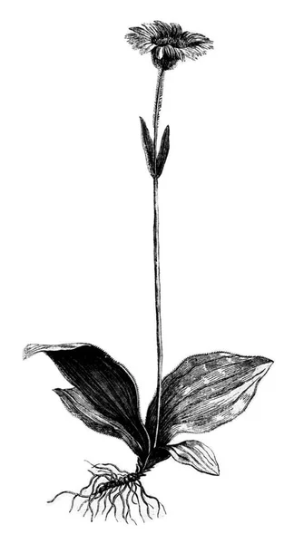 Plant Illustration Drawing Engraving Isolated White Background — Stock Photo, Image