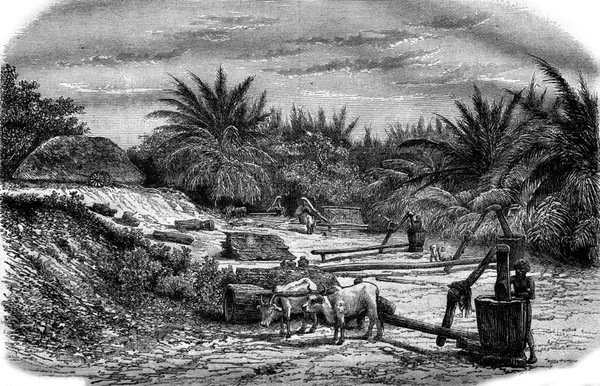 Produkce Ropy Indii Vinobraní Ryté Ilustrace Magasin Pittoresque 1876 — Stock fotografie