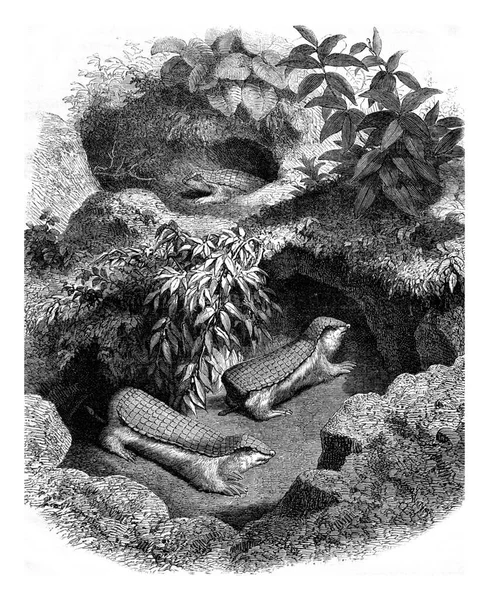 Chlamyphore Oyuğunu Eski Oyma Resimlerini Eritmiş Magasin Pittoresk 1876 — Stok fotoğraf