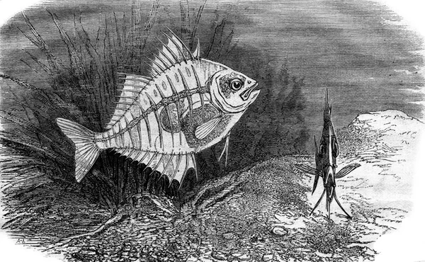 软骨鱼或透明鱼 老式雕刻插图 Magasin Pittoresque 1876 — 图库照片
