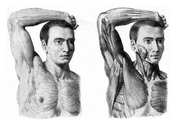 Músculos Braço Homem Mão Ser Levantada Vintage Gravada Ilustração Universo — Fotografia de Stock