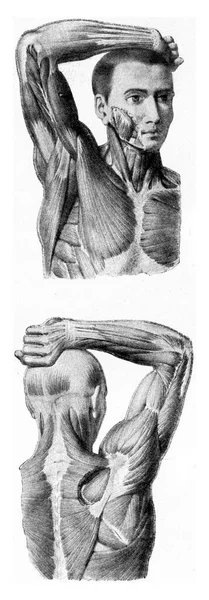 Mięśnie Ramienia Podnoszonej Ręki Człowieka Grawerowana Ilustracja Rocznika Wszechświat Ludzkość — Zdjęcie stockowe