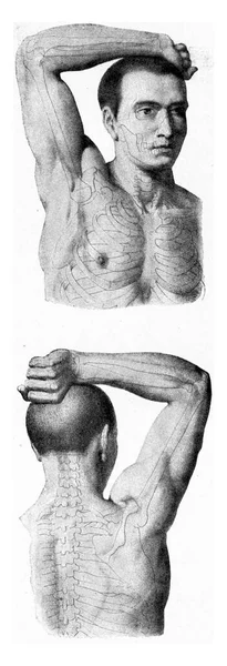 被提起的人的手臂的肌肉 古老的雕刻图解 1910年来自宇宙与人类 — 图库照片