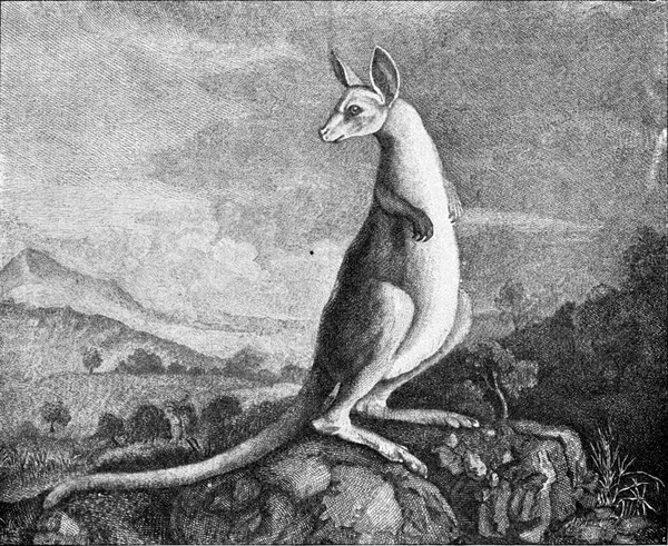 Kangaroo Från Ritningen Kapten Cook Som Upptäckte Det Vintage Graverad — Stockfoto