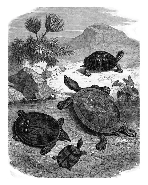 Turtles Natural History Museum Vintage Engraved Illustration Magasin Pittoresque 1878 — Stock Photo, Image