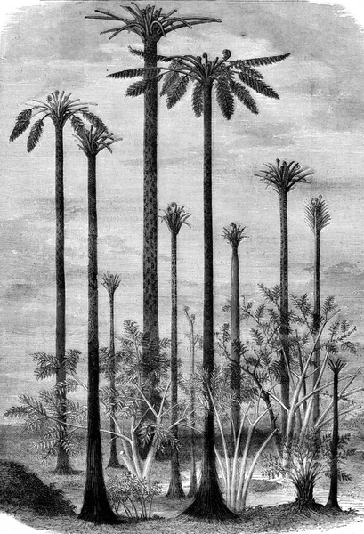 原始世界的景观 古老的雕刻插图 Magasin Pittoresque 1878 — 图库照片