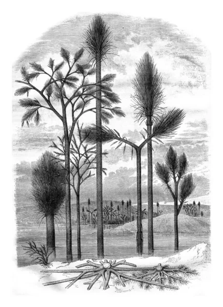 Krajina Primitivního Světa Archivní Rytá Ilustrace Magasin Pittoresque 1878 — Stock fotografie