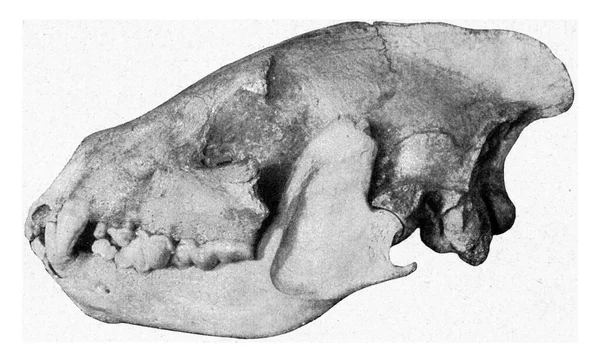 기아의 하이에나 두개골 고전적 Universe Humanity 1910 — 스톡 사진