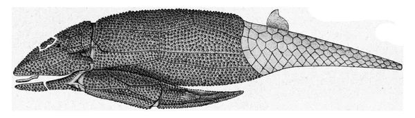 Asterolepis Muschelfisch Aus Dem Russischen Devon Alte Gravur Aus Dem — Stockfoto
