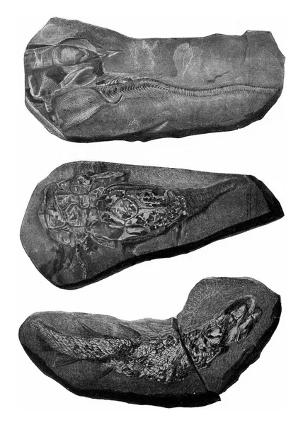 Fosil Balığı Kalıntıları Eski Oyma Resimler Evren Nsanlıktan 1910 — Stok fotoğraf