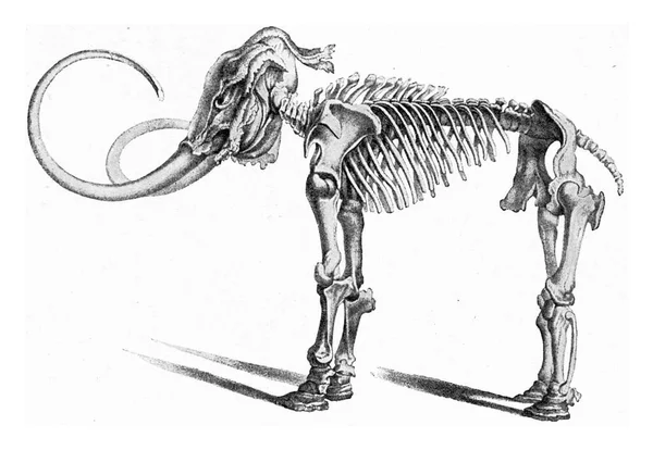 Skelett Det Första Mammutlandet Sibirien Vintage Graverad Illustration Från Universum — Stockfoto