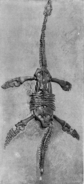 Плезіозавр Нижніх Ліїв Англії Вінтажний Гравюра Universe Humanity 1910 — стокове фото