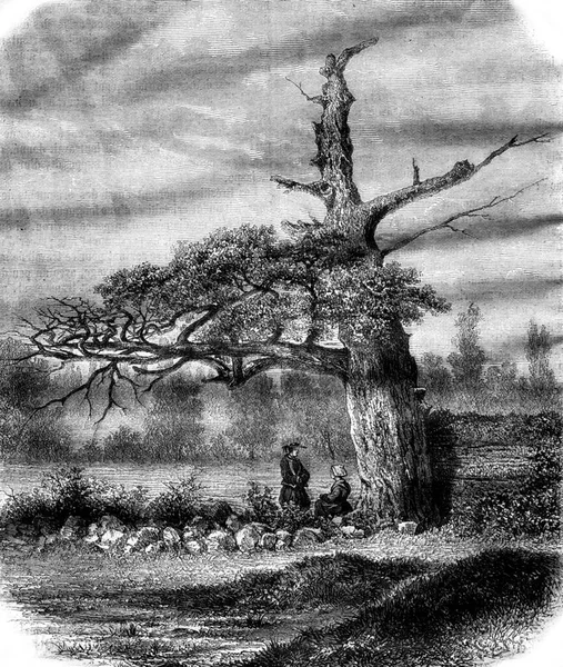 亨利四世的橡树 靠近雷恩 古老的雕刻插图 Magasin Pittoresque 1878 — 图库照片