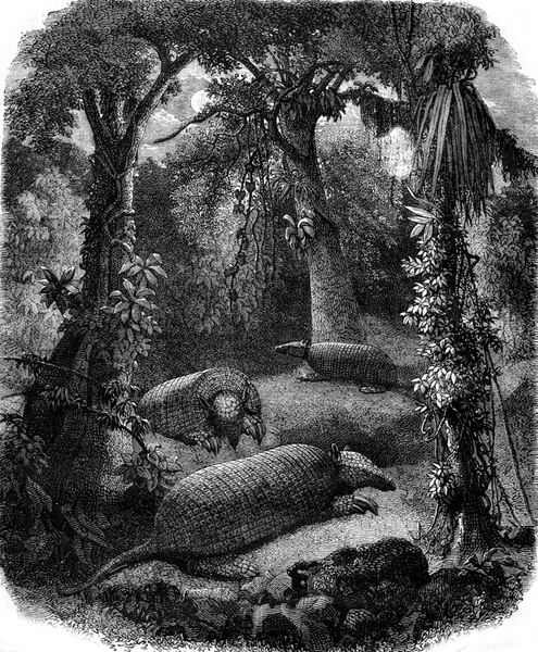 プリオーデンテの巨大なアーマディロと大きな森 ヴィンテージの彫刻されたイラスト Magasin Pittoresque 1880 — ストック写真