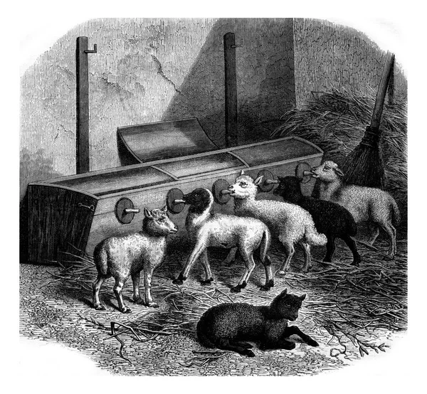 Garrafas Alimentação Para Cordeiros Ilustração Gravada Vintage Magasin Pittoresco 1880 — Fotografia de Stock
