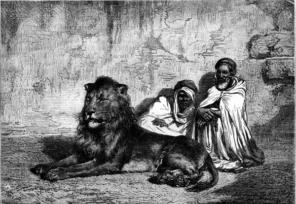 Blind Lion Marabout Vintage Engraved Illustration Magasin Pittoresque 1880 — Stock Photo, Image