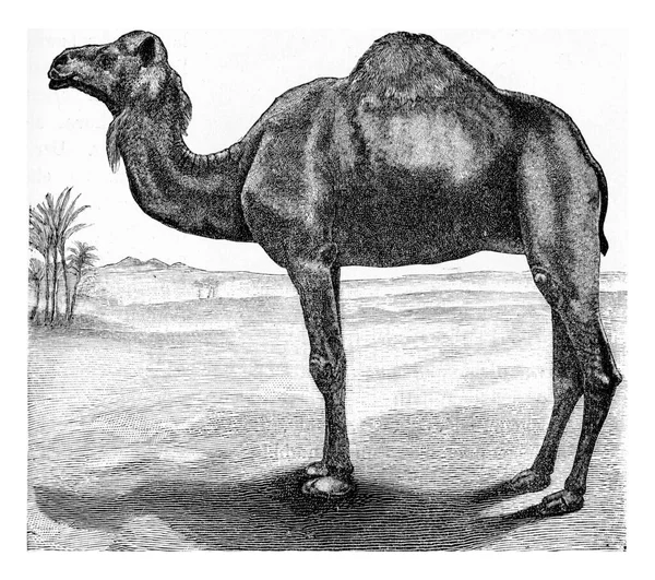 Starý Vinobraní Ilustrace Koně — Stock fotografie