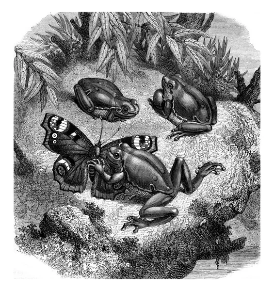 Der Grüne Laubfrosch Gravierte Illustration Magasin Pittoresk 1880 — Stockfoto