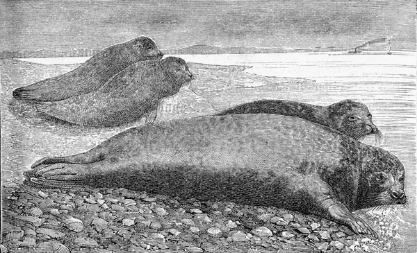 Ilustracja Dużego Żółwia Morskiego — Zdjęcie stockowe
