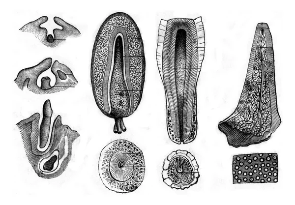 Développement Structure Des Dents Illustration Gravée Vintage Éléments Zoologie Paul — Photo