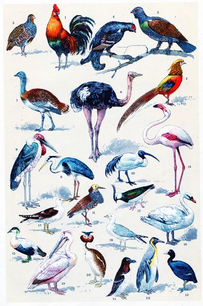 Kuş Kuşların Suluboya Çizimi — Stok fotoğraf
