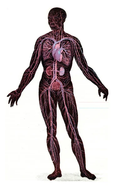 Ilustracja Ludzkiego Szkieletu — Zdjęcie stockowe