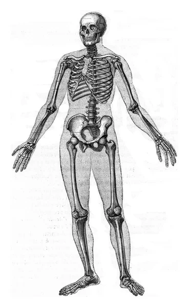 Иллюстрация Анатомии Скелета Человека — стоковое фото