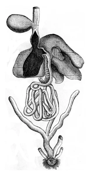 Illustrazione Una Vecchia Immagine — Foto Stock