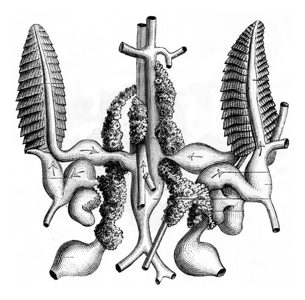 Gills Circulatory System Seiche Illustrazione Incisa Epoca Elementi Zoologia Paul — Foto Stock