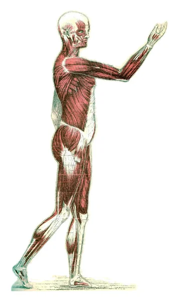 Human Skeleton Illustration Vector White Background — Stock Photo, Image