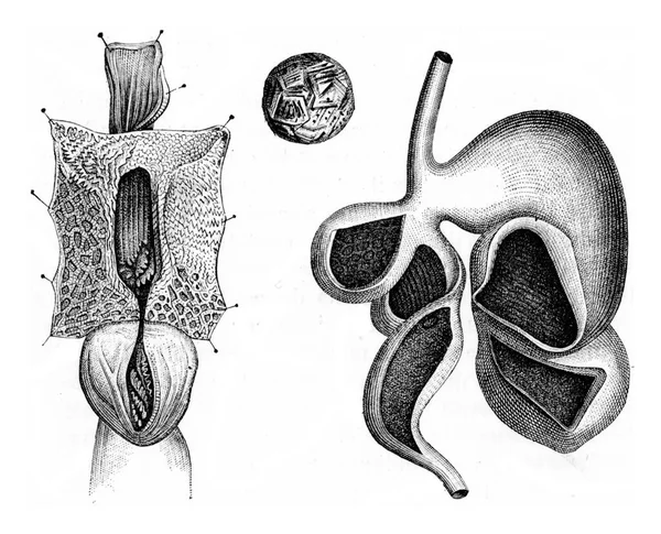 Illustration Vieux Squelette Dessin Ligne Vintage — Photo