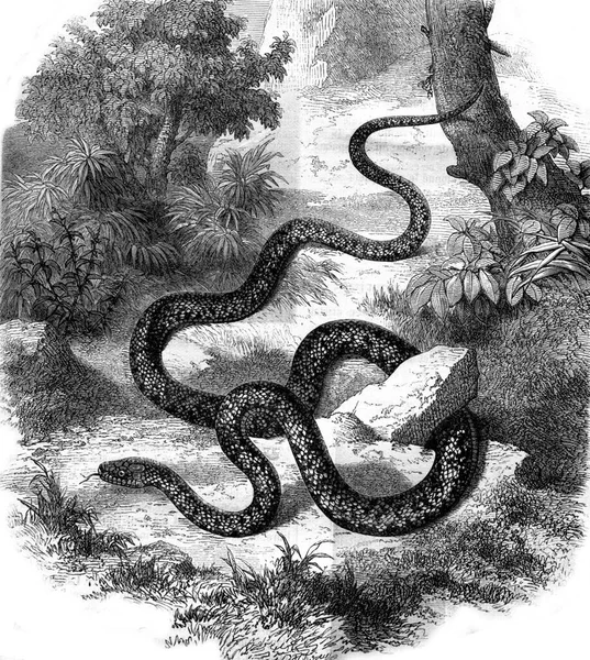 Whipper Snake Lub Coronelle Powiedzmy Vintage Grawerowane Ilustracji Pittoresque 1880 — Zdjęcie stockowe