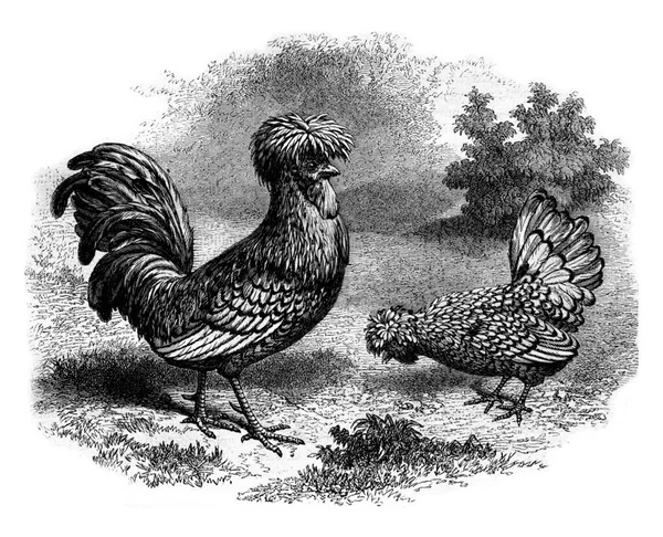 Gallo Gallina Padua Plata Ilustración Grabada Vintage Magasin Pittoresque 1880 — Foto de Stock