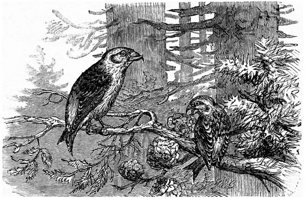 Ilustracja Przedstawia Wizerunek Ptaka — Zdjęcie stockowe